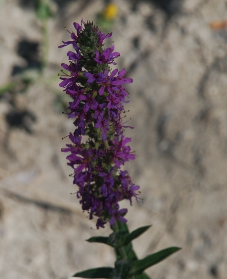 Lythrum salicaria / Salcerella comune